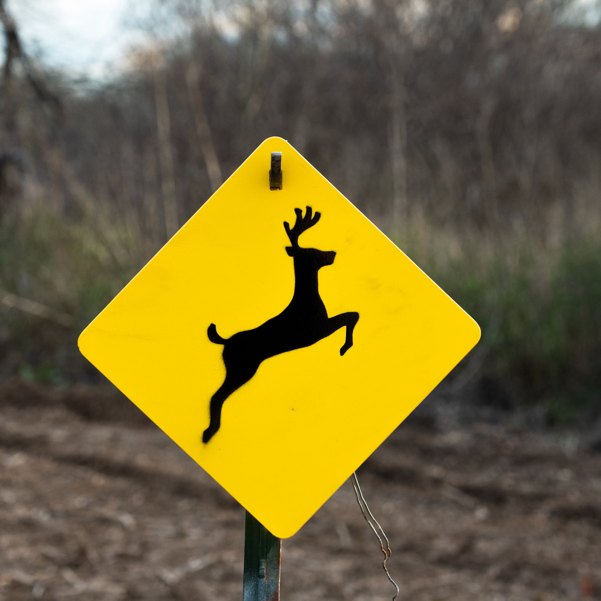 Shoot Life Size Animal Targets – Shoot Life Size Target Co. LLC